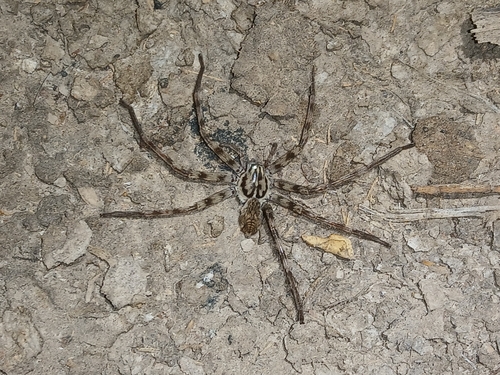 Eusparassus arabicus