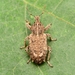 Vegetable Weevil - Photo (c) WonGun Kim, all rights reserved, uploaded by WonGun Kim