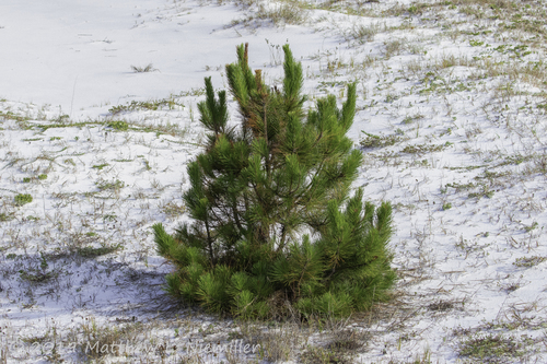 sand pine