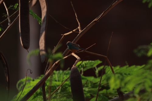 Southern Cordonbleu