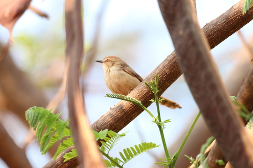 Tawny-flanked Prinia