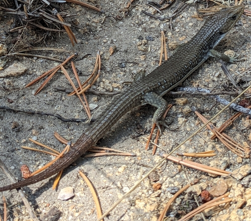 iNaturalist observation photo of Northern Alligator Lizard