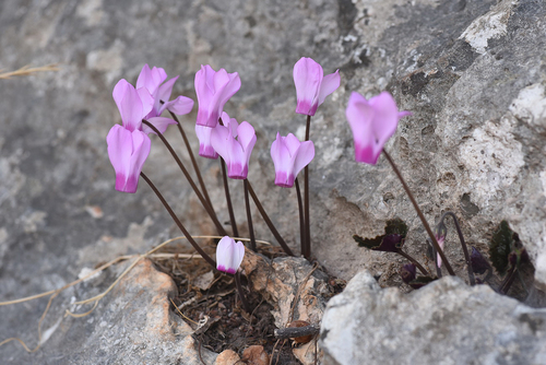 Cyclamen persicum var. autumnale