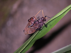 Taeniopoda reticulata image
