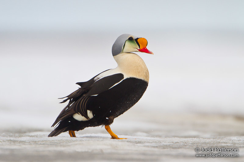 King Eider photo