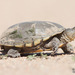 Yellow Mud Turtle - Photo (c) Judd Patterson, all rights reserved, uploaded by Judd Patterson