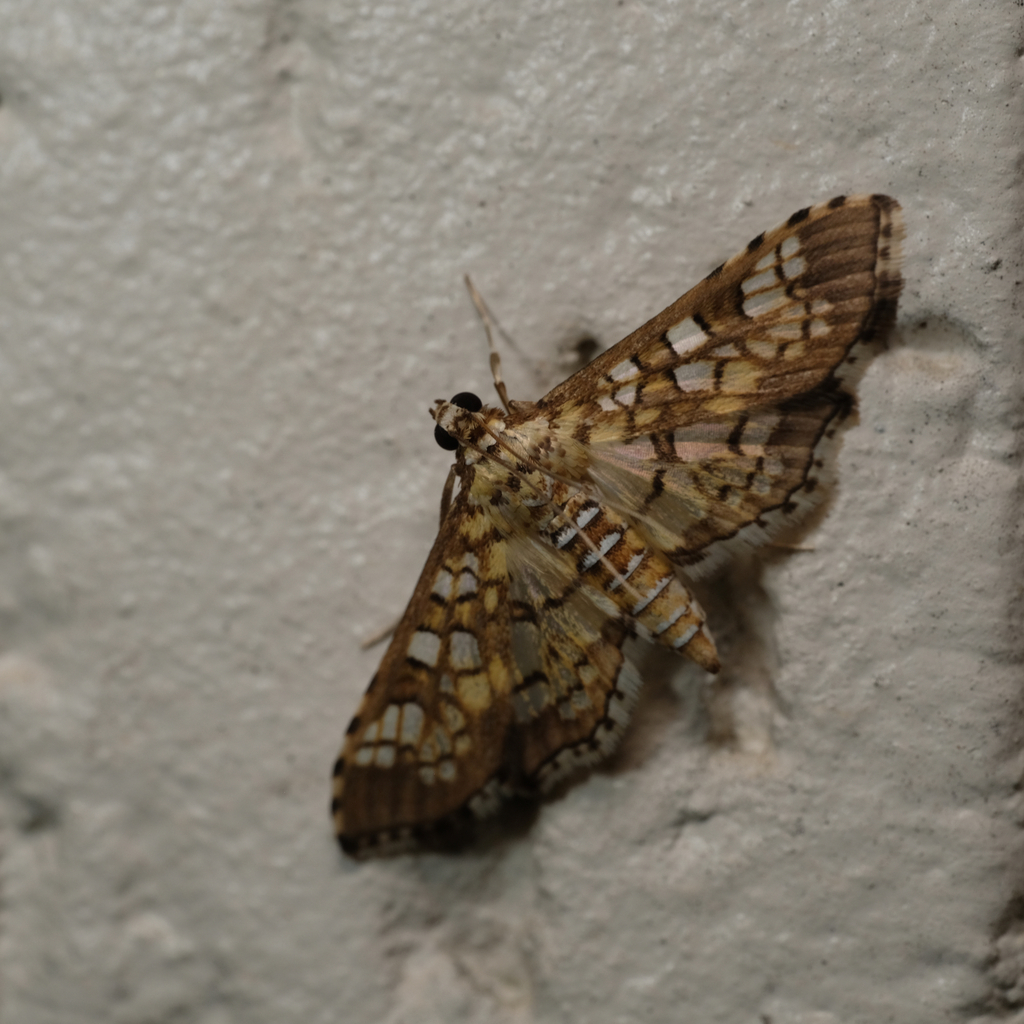 Stained-glass Moth in October 2024 by tadamcochran · iNaturalist