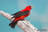 Scarlet Tanager - Photo (c) Judd Patterson, all rights reserved, uploaded by Judd Patterson