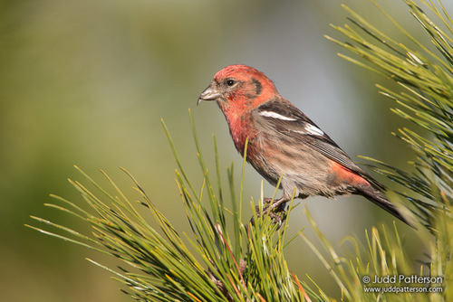 White-winged Crossbill