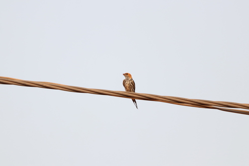 Lesser Striped Swallow