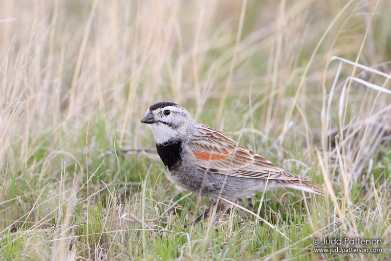Thick-billed Longspur (Rhynchophanes mccownii) photo