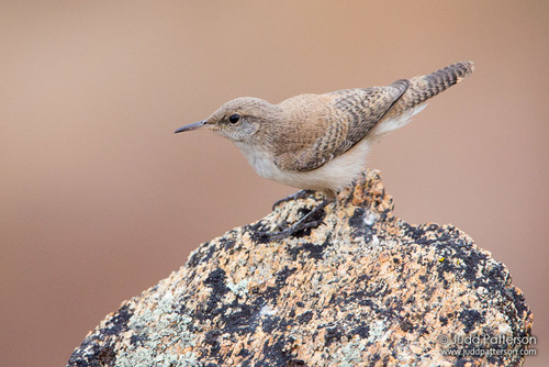 Rock Wren