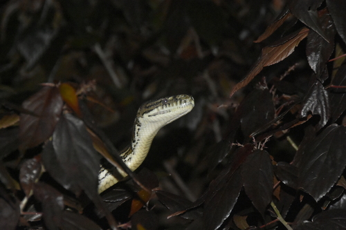 Coastal Carpet Python sighting