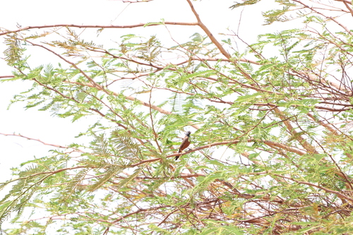 Cinnamon-breasted Bunting