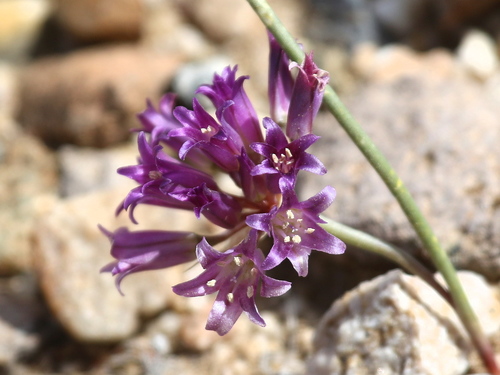 Allium fimbriatum var. fimbriatum