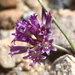 Allium fimbriatum fimbriatum - Photo (c) Jay Keller, all rights reserved, uploaded by Jay Keller