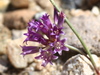 Allium fimbriatum fimbriatum - Photo (c) Jay Keller, todos los derechos reservados, subido por Jay Keller