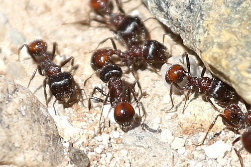 Rough Harvester Ant