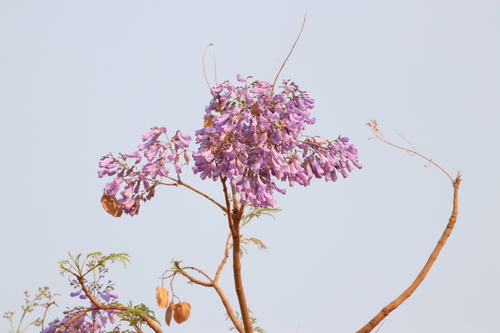 blue jacaranda