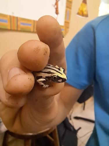 Senegal Running Frog