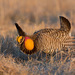 Greater Prairie-Chicken - Photo (c) Judd Patterson, all rights reserved, uploaded by Judd Patterson