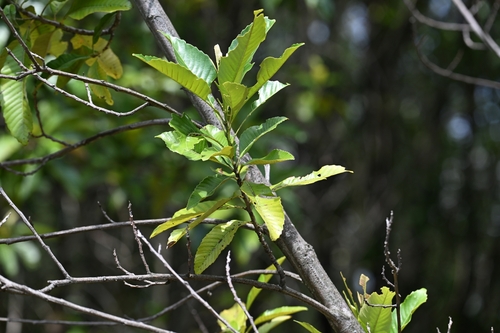 Castanopsis calathiformis