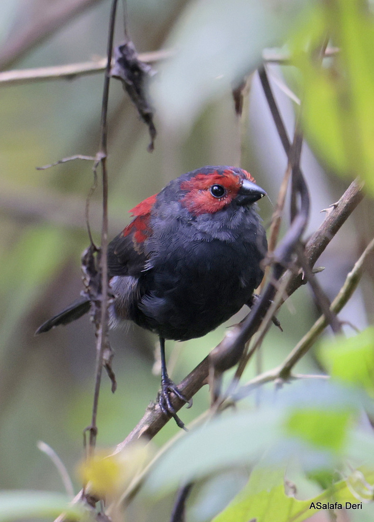 Dusky Crimsonwing photo