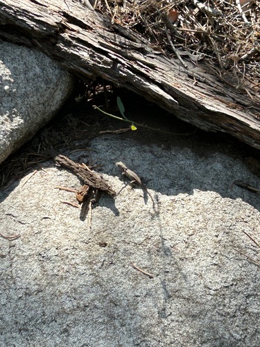 iNaturalist observation photo of Common Sagebrush Lizard