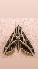 Eumorpha vitis image