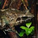 大頭蛙屬 - Photo 由 Chien Lee 所上傳的 (c) Chien Lee，保留所有權利