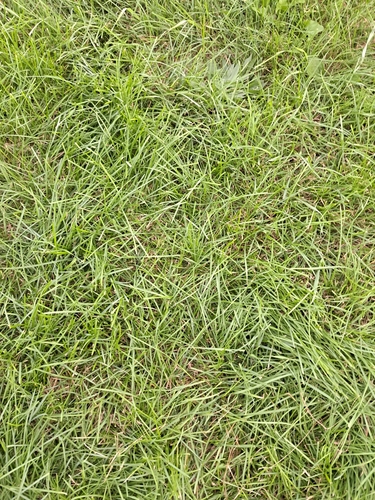 Kikuyu Grass