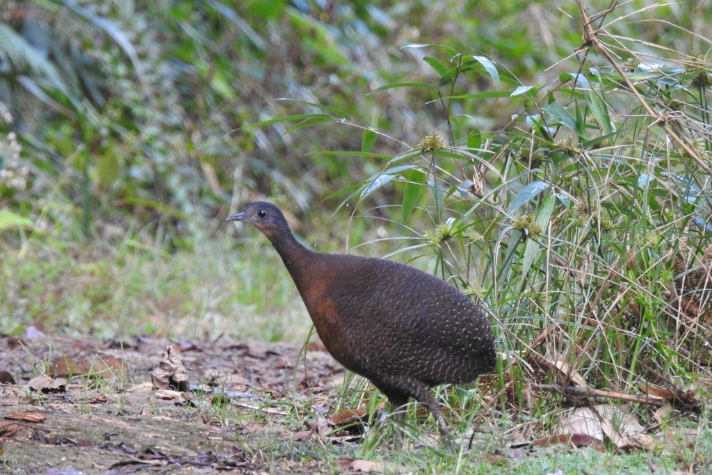 Highland Tinamou (Nothocercus bonapartei) photo