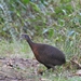 Gallina de Monte de Altura - Photo (c) Ramiro Mendoza, todos los derechos reservados, subido por Ramiro Mendoza