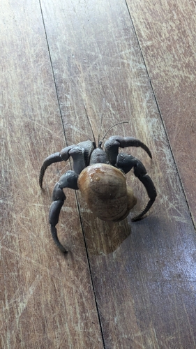 Purple Hermit Crab