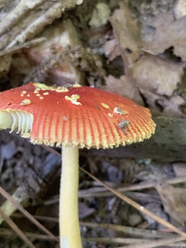 False Caesar's Mushroom