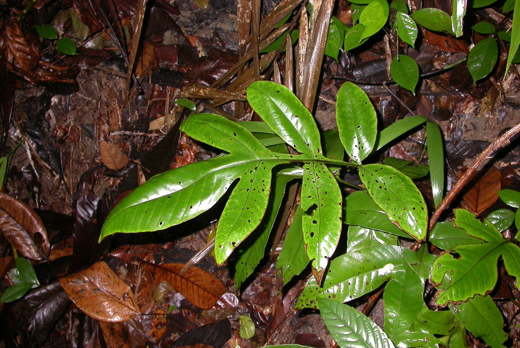Tectaria semipinnata (Tectaria semipinnata)