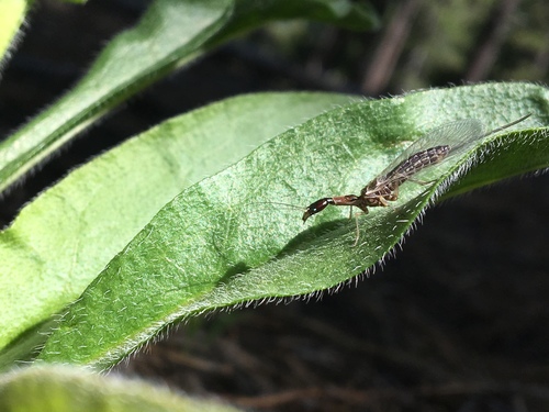 iNaturalist observation photo of Common Snakeflies
