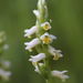 Shining Ladies' Tresses - Photo (c) Jeremy Graves, all rights reserved, uploaded by Jeremy Graves