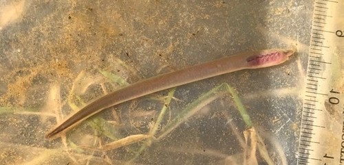 Ohio Lamprey