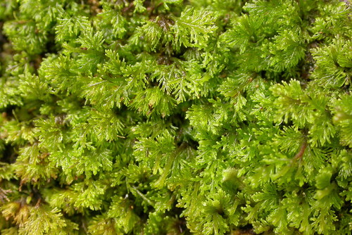 Riccardia eriocaula