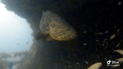 Goliath Grouper
