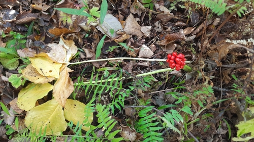 Amur Jack-in-the-pulpit