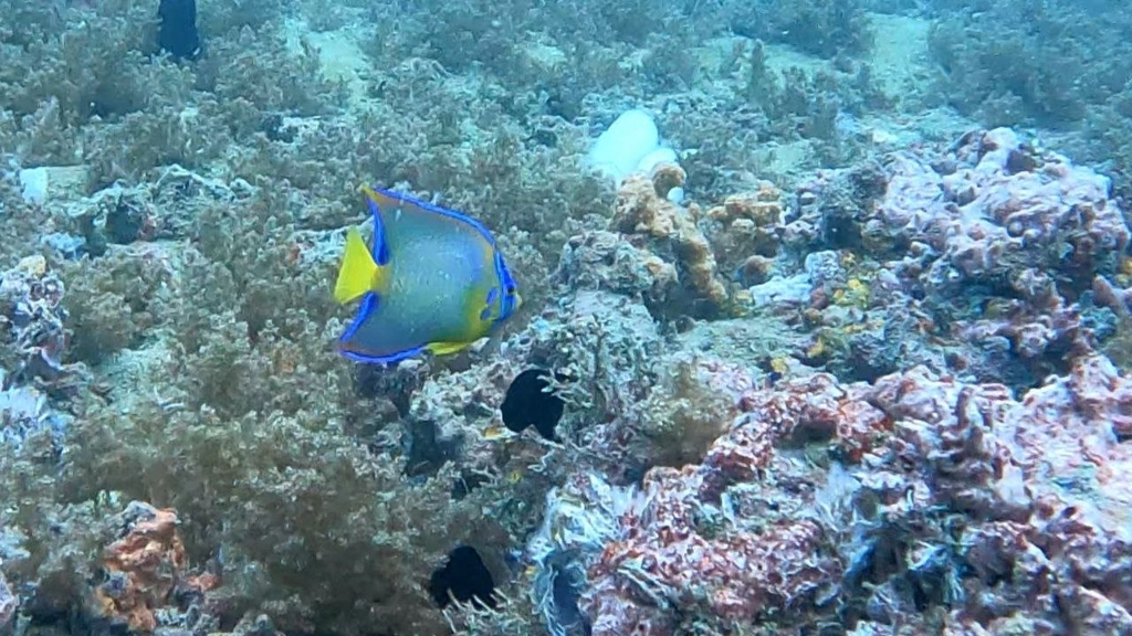 Queen Angelfish