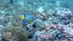 Queen Angelfish
