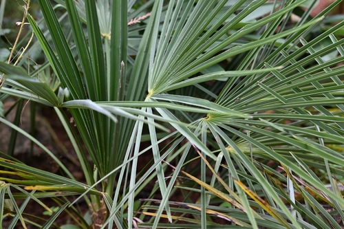 Trachycarpus nanus