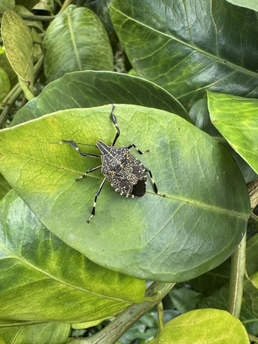 Yellow-spotted Stink Bug