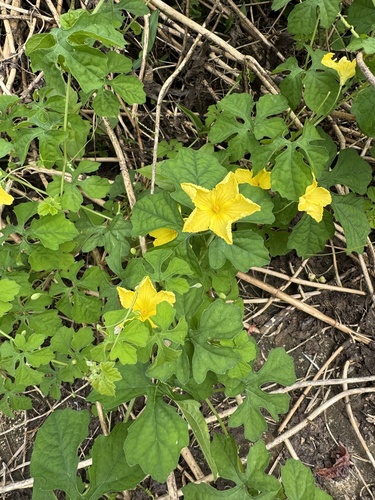 Momordica charantia charantia
