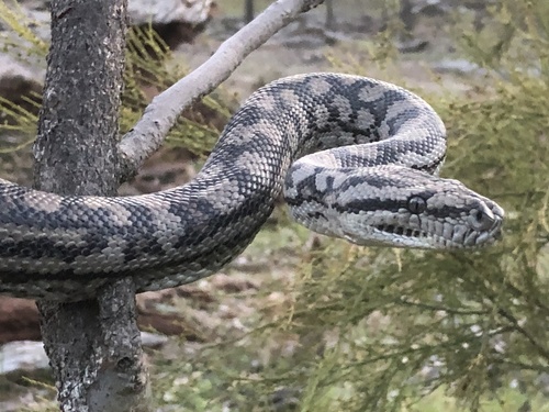 Inland Carpet Python sighting