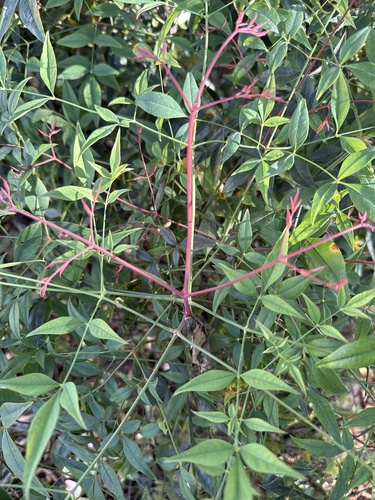 Heavenly bamboo