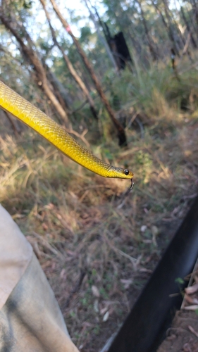 Common Tree Snake sighting
